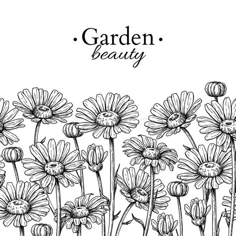 Daisy Flower Border Drawing Vector Hand Drawn Engraved Floral Seamless