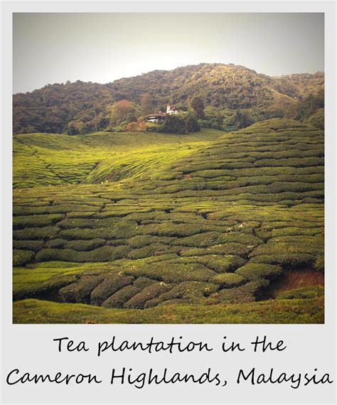 The weather in cameron highlands is pretty cool and with its perfect climate, it actually provides tea to grow perfectly. Polaroid of the week: Tea plantation in the Cameron ...
