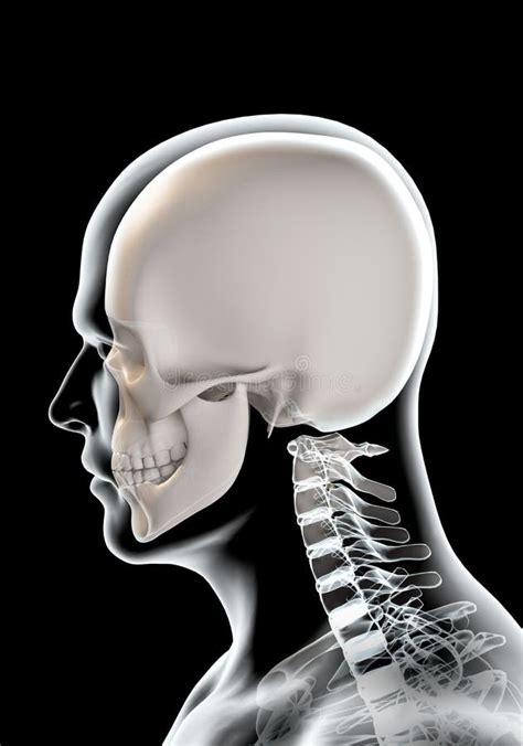 Illustrazione 3d Di Anatomia Del Cranio Parte Dello Scheletro Umano
