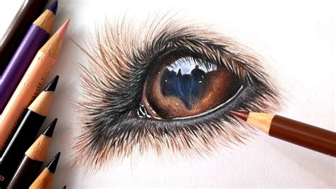 How To Draw A Dog Eye With Colored Pencil Youtube