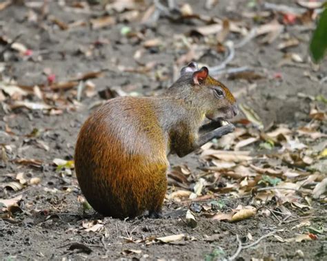 Central American Agouti Facts Diet Habitat And Pictures On Animaliabio