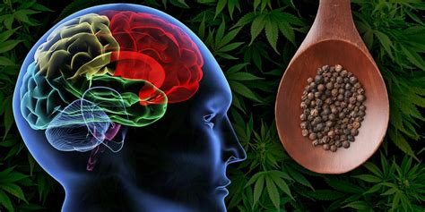5 common foods that naturally contain cannabinoids licence to grow