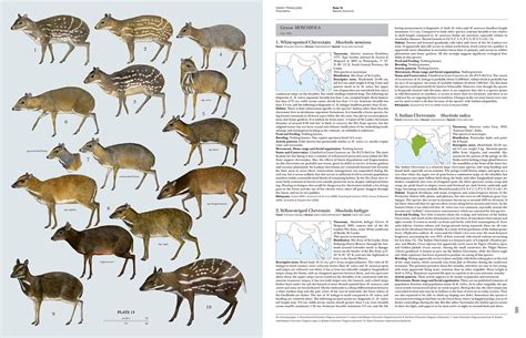 Hoofed Mammals