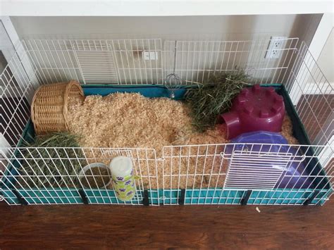 Midwest Cage Set Up And Ready For A Trio Of Female Guinea Pigs Yelp