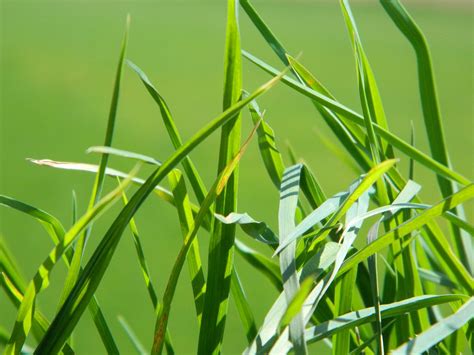 Grass Green Spring Free Photo On Pixabay Pixabay