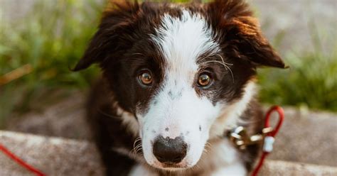 La Classifica Dei Cani Più Intelligenti Secondo Lo Studio Di Coren