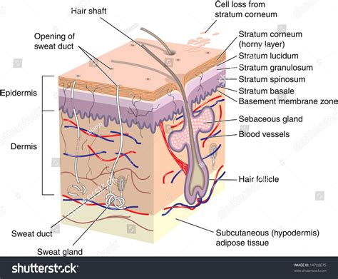 The skin and its appendages (nails, hair and certain glands) form the largest organ in the human body, with a surface area of 2m2 (hughes, . Cross Section Human Skin Labels Stock Illustration ...