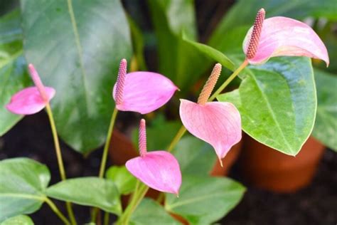 Anthuriums Vs Peace Lilies Clear Distinctions The Practical Planter