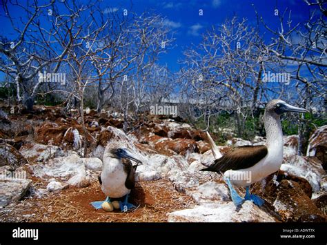 Piqueros De Patas Azules Aves Protegen Sus Huevos En Las Islas