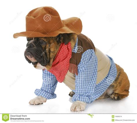 Cowboy Western Sheriff Dog Stock Photography