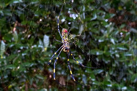 Giant Joro Spiders Wreaking Havoc In Georgia Could Take Over East Coast