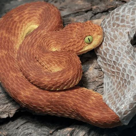 How Often Do Snakes Shed Their Skin Shedding Process Petrapedia
