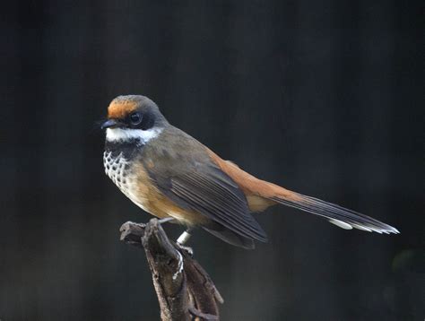 Pictures And Information On Rufous Fantail