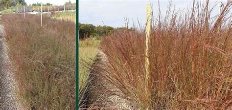 Little Bluestem Johnsons Nursery Kb