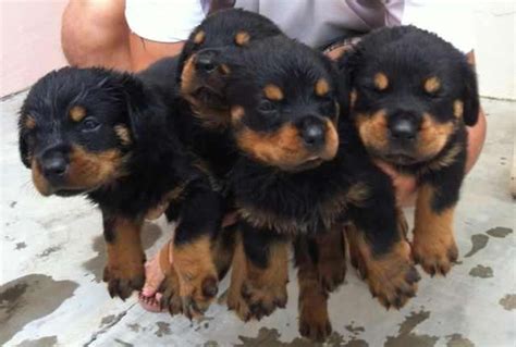 You have to pay a minimum of $400 for a purebred rottweiler while you can own a. Homebreed Rottweiler puppies FOR SALE ADOPTION from Perak ...