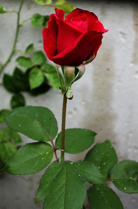 Instructions To Plant Long Stem Rose Plants Plants Long Stem Roses Rose