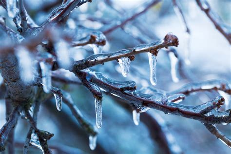 Ice On Branches Free Stock Photo Public Domain Pictures