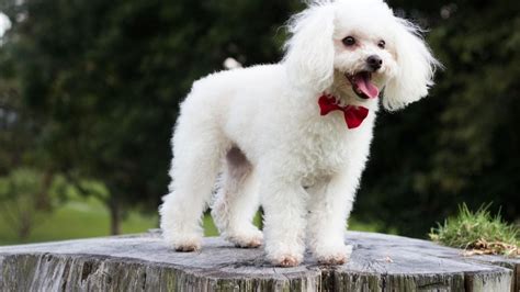 The Top 10 Dog Hairstyles — Pumpkin®