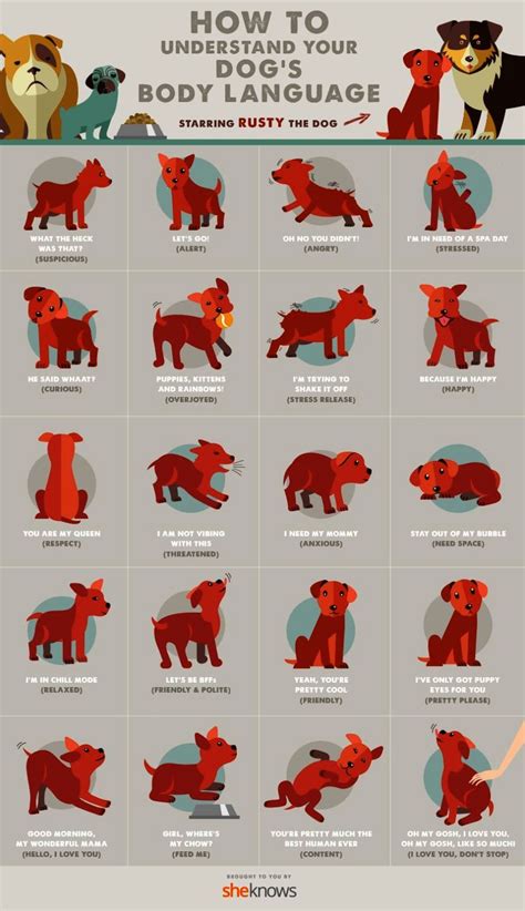 All Of Your Dogs Body Language Finally Explained Infographic Dog