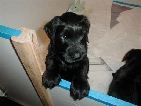 18 july at 02:45 ·. Giant Schnauzer Puppies For Sale | Charlotte, NC #124291