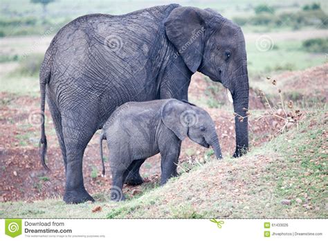 Baby African Elephant With Its Mother Stock Photo Image