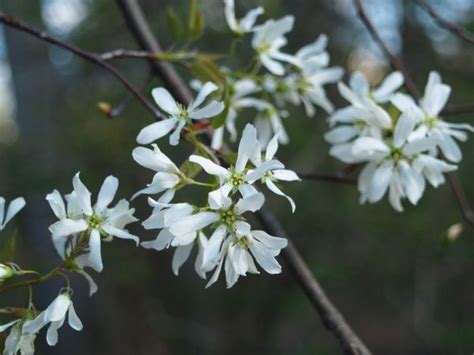 Use this key to identify these trees. Serviceberry (Amelanchier) is a multi trunked, tree with ...