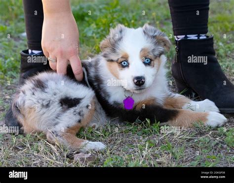 Adorable Two Month Old Australian Shepherd Puppy At The Feet Of Her New