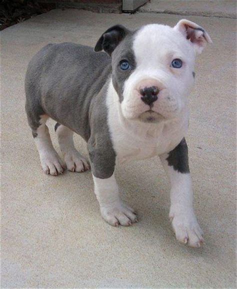 20 Cute Pitbull Dog Puppies Fallinpets