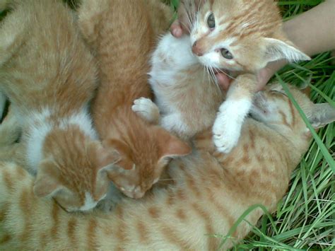 3 Kitties With Mom Cats Photo 3893954 Fanpop