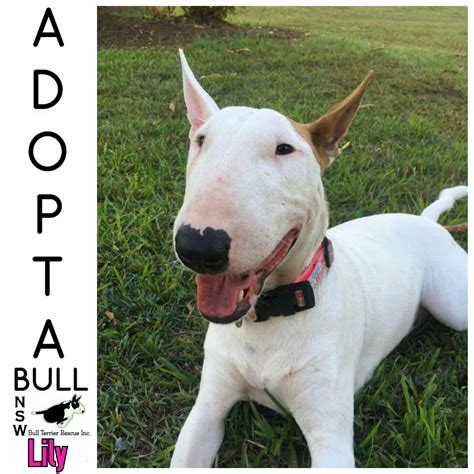63 Bull Terrier Rescue Adoption Pic Bleumoonproductions