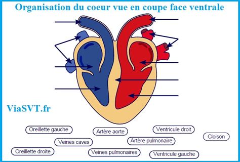 Organisation Du Coeur Vue En Coupe Face Ventrale Svt Vive Les Svt