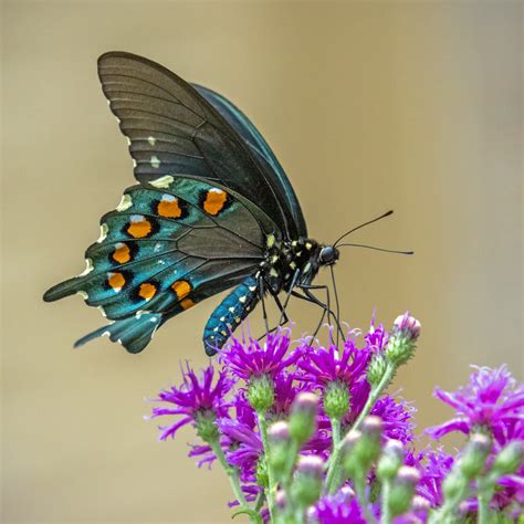 Pipevine Swallowtail Macroclose Up Critiques Nature Photographers