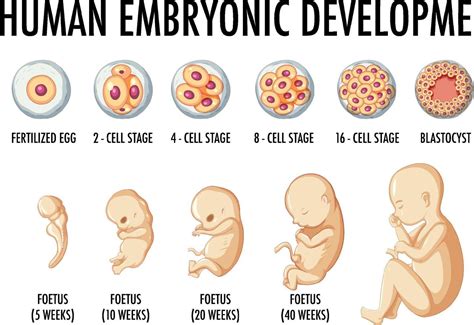 Human Embryonic Development In Human Infographic 6158571 Vector Art At