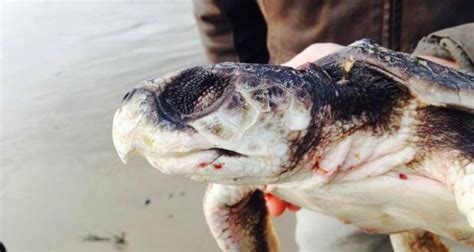 Smallest And Most Endangered Sea Turtle Found In Donegal