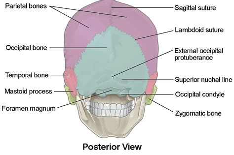 Sagittal View Of Skull