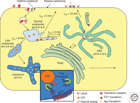 Role Of Endosomes And Lysosomes In Human Disease
