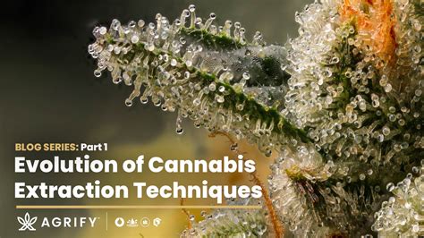 A Complete History Of Cannabis Extraction Techniques Guide