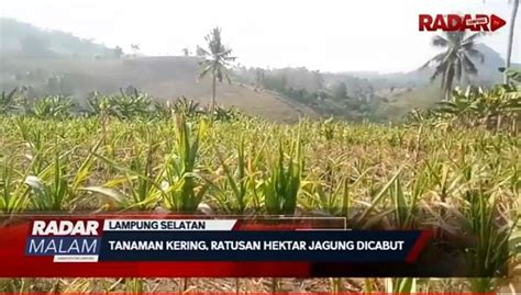 El Nino Picu Ratusan Hektar Tanaman Jagung Di Lampung Gagal Panen