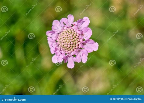 Shining Scabious Typical Flora From The Swiss Alps Stock Photo Image
