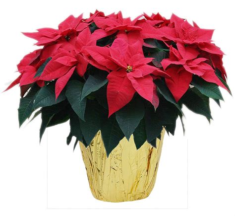 Order Online Poinsettia Christmas Plants Send To Lebanon Delivery