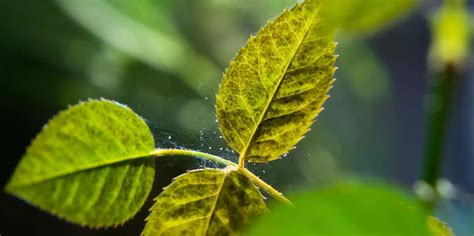 How To Identify And Get Rid Of Spider Mites On Houseplants For Good