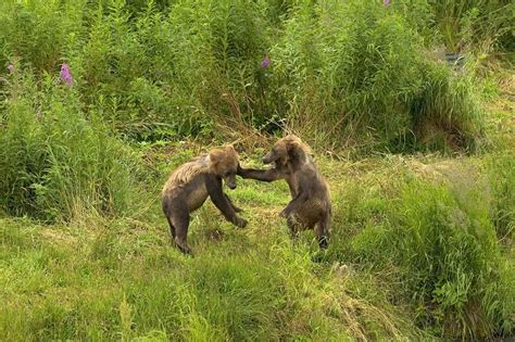 Free Picture Two Grizzly Bear Cubs Play Hind Legs