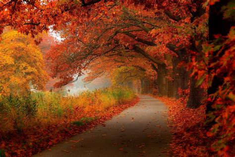 Autumn Leaves Walk Nature Forest Wallpaper 2048x1366