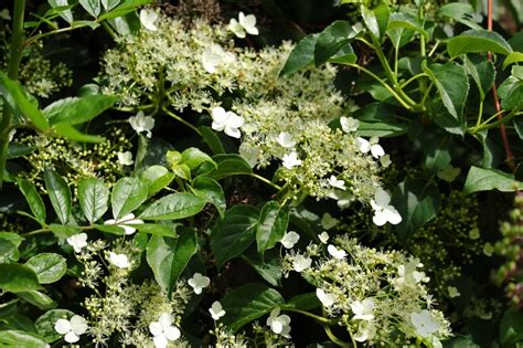 On the ground, it can spread to cover. How to Grow and Care for Climbing Hydrangeas: A Detailed ...