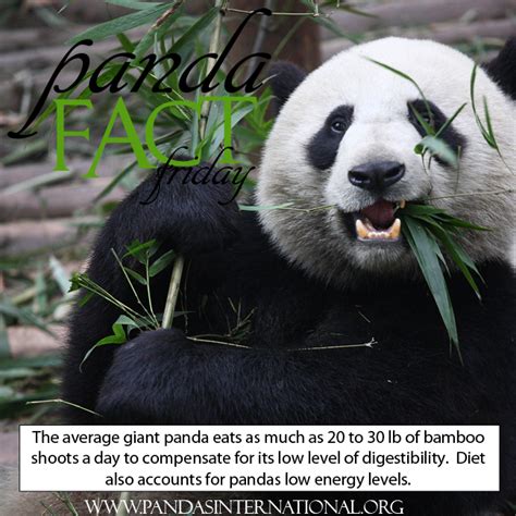 How Much Do Pandas Eat Panda Fact Friday Pandas International