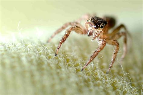 The 10 Most Common Types Of House Spiders