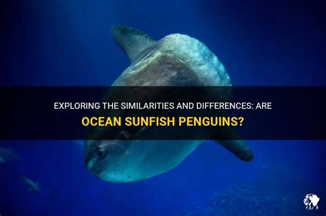Exploring The Similarities And Differences Are Ocean Sunfish Penguins