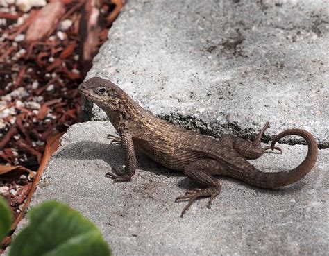 Northern Curly Tail Lizard In Boca Raton Florida Flickr Photo Sharing