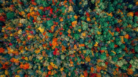 Wallpapers Hd Autumn Forest Aerial View