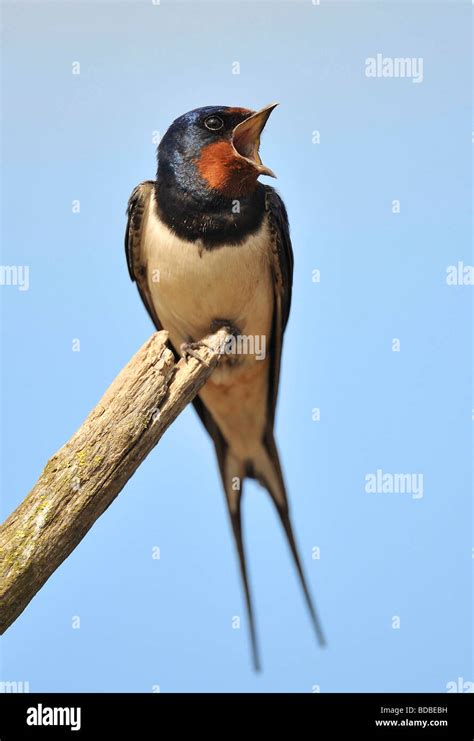 Swallow Hirundo Rustica Bird Stock Photo Alamy